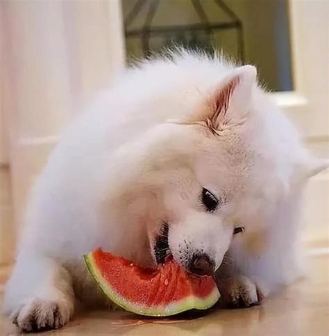 狗 可以 吃 西瓜 嗎